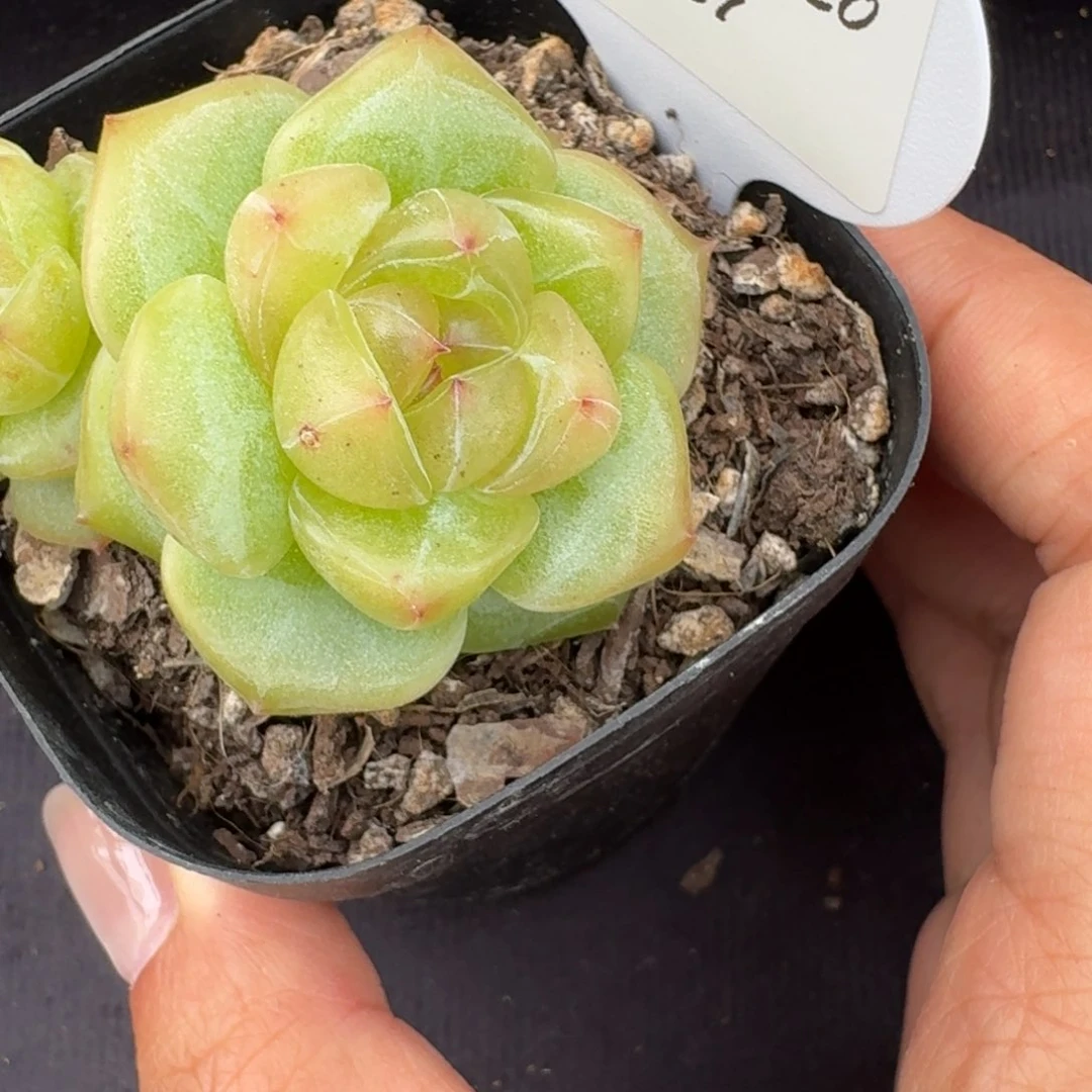 猫***仔0620-037-海洋之星b