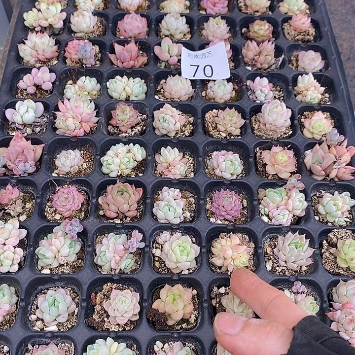 70 多肉植物盆栽花卉植物