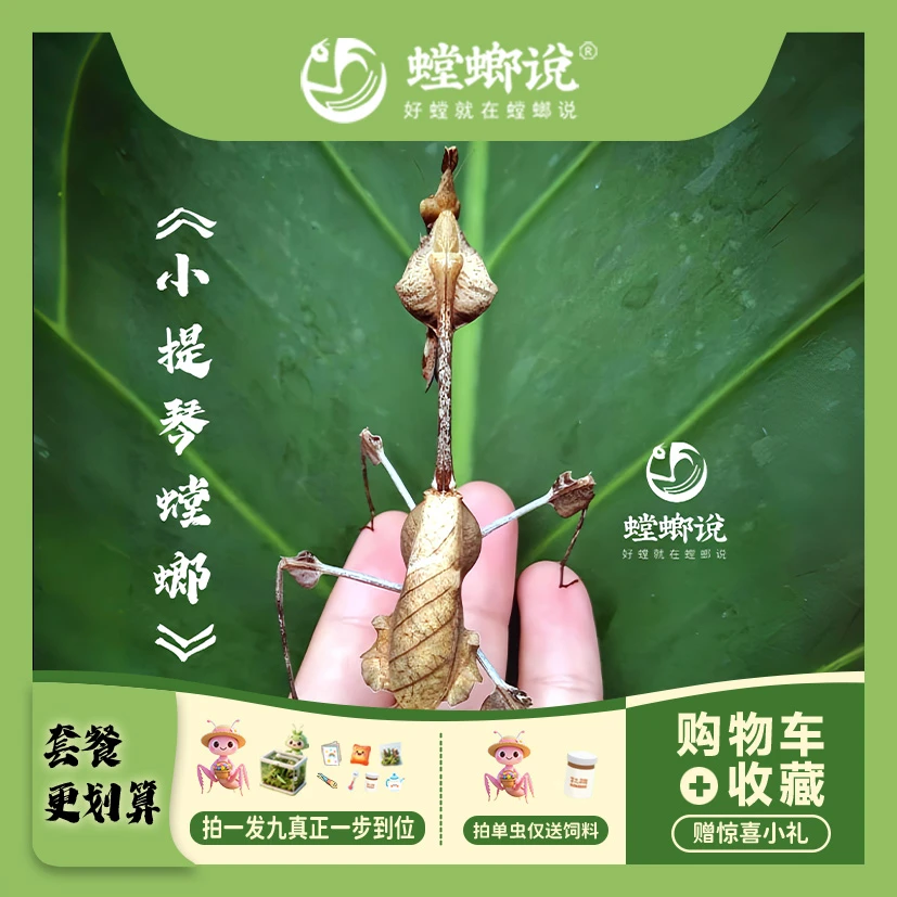 小提琴螳螂观赏螳螂宠物螳螂指尖懒人宠物桌面宠物