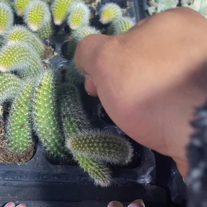 九尾狐1.5带土发