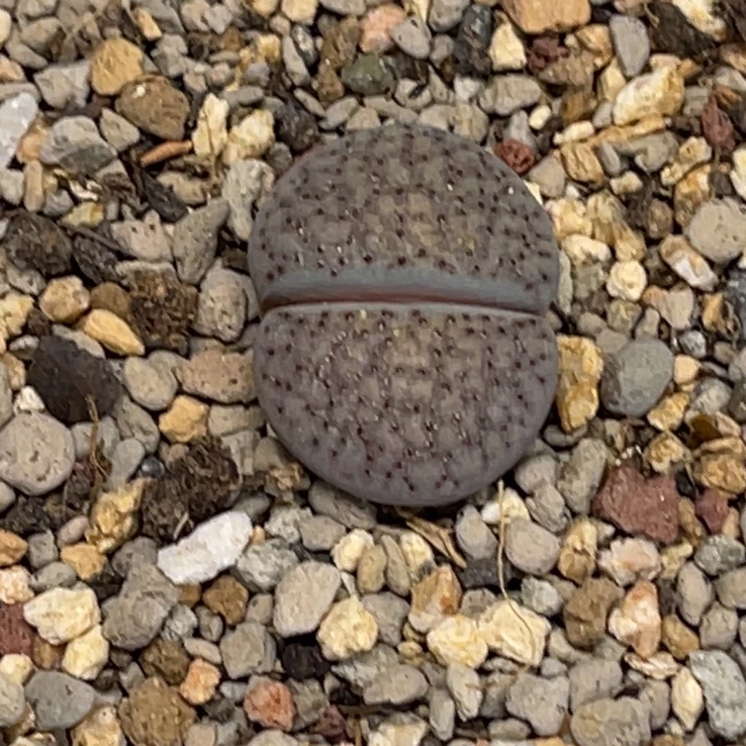 0388血点爆珠尺寸1.8