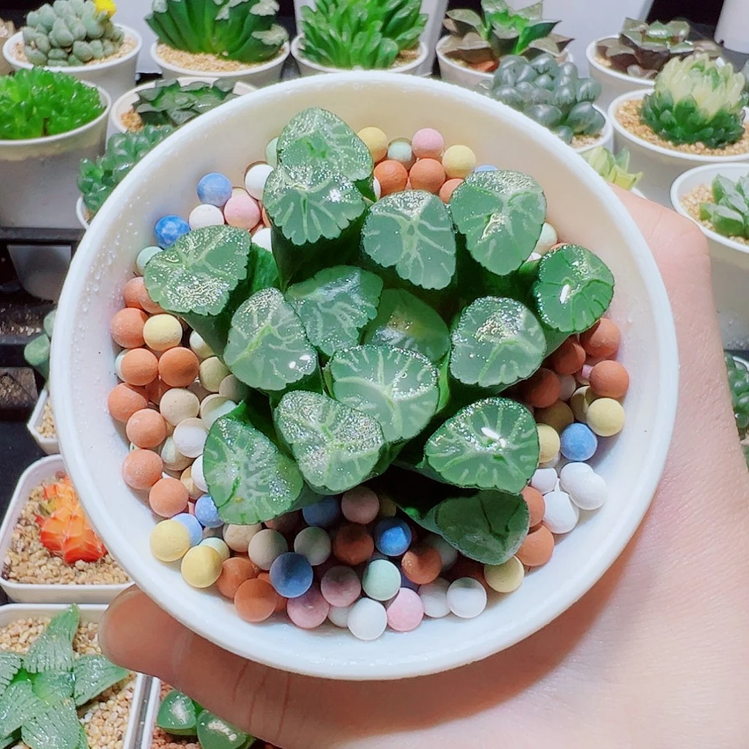 火烧云万象，13.8，666