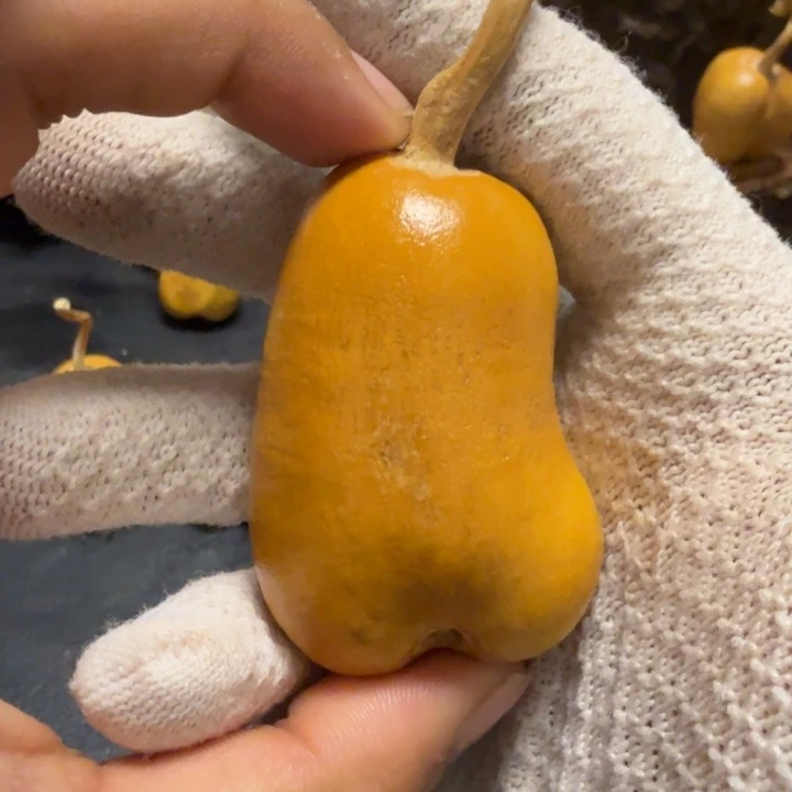 永***红66……………………………………