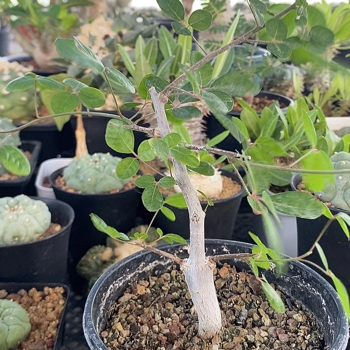 实生奥比克，46，带盆