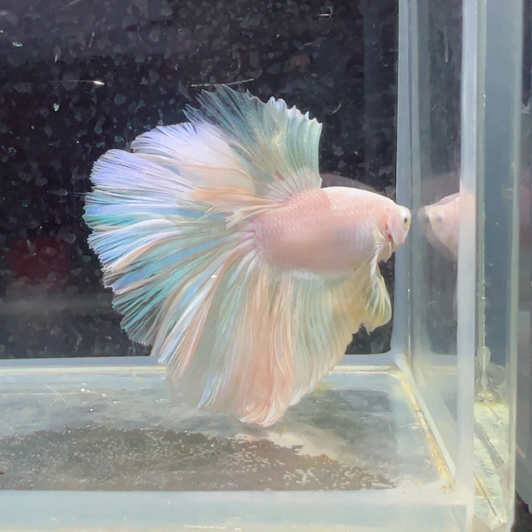 斗鱼浅色特殊尾hhhh