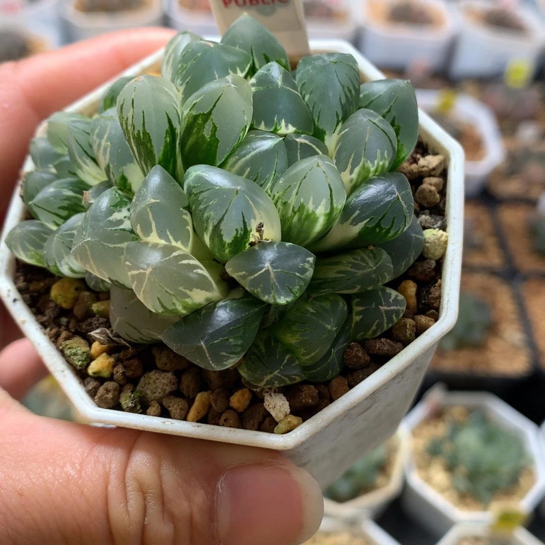 敏***以实际为准301北极光