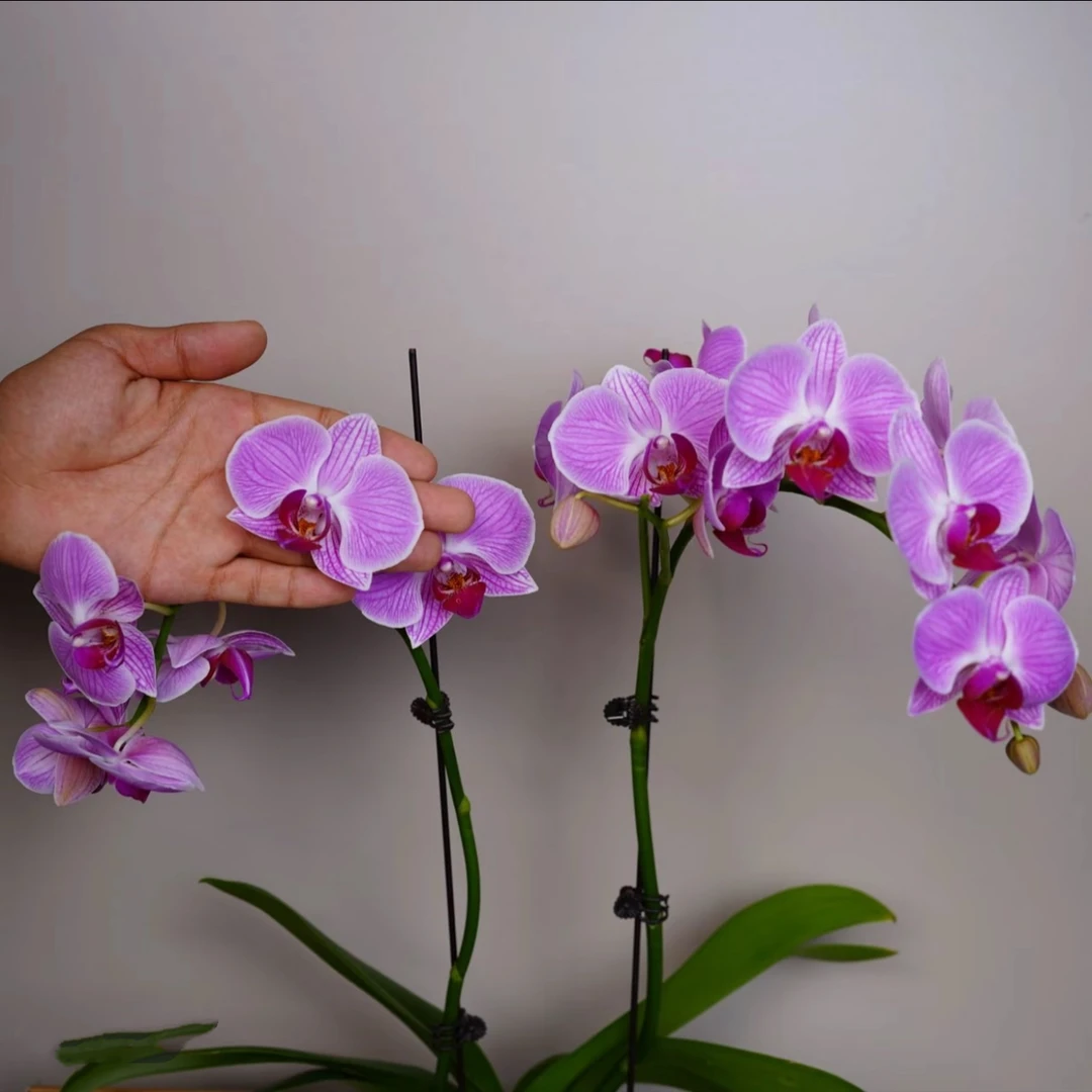明兰花卉 蝴蝶兰【缤纷安妮】3.0寸全花开花株发货