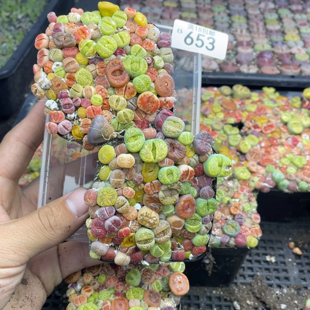 红陶l**?00000000653