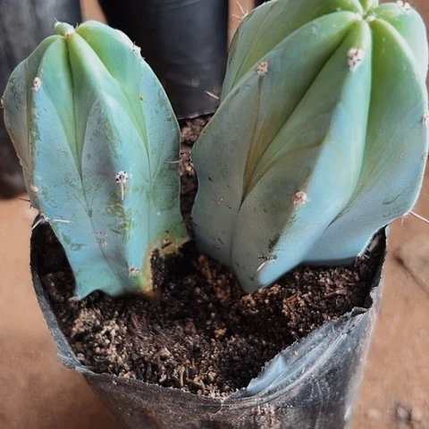 3520两个龙神木县的人在这里