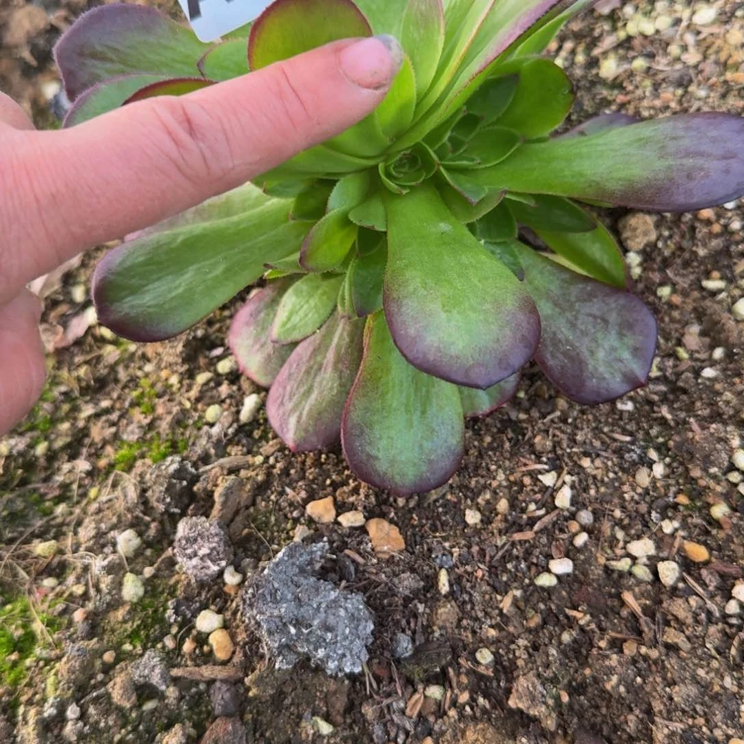 887雨荷。多肉植物