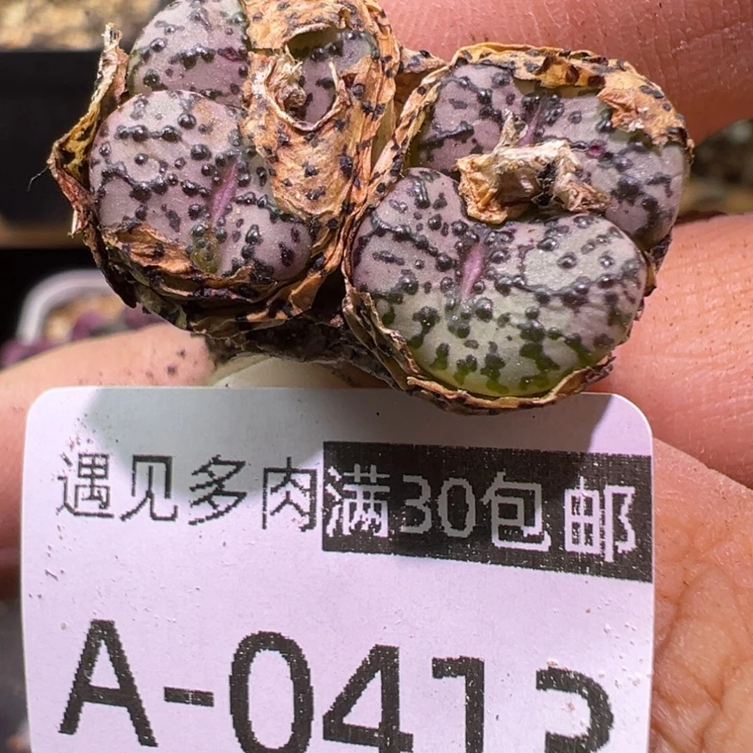 多肉植物11111111111