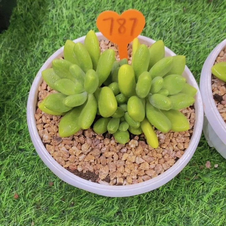 787多肉植物的一物一拍