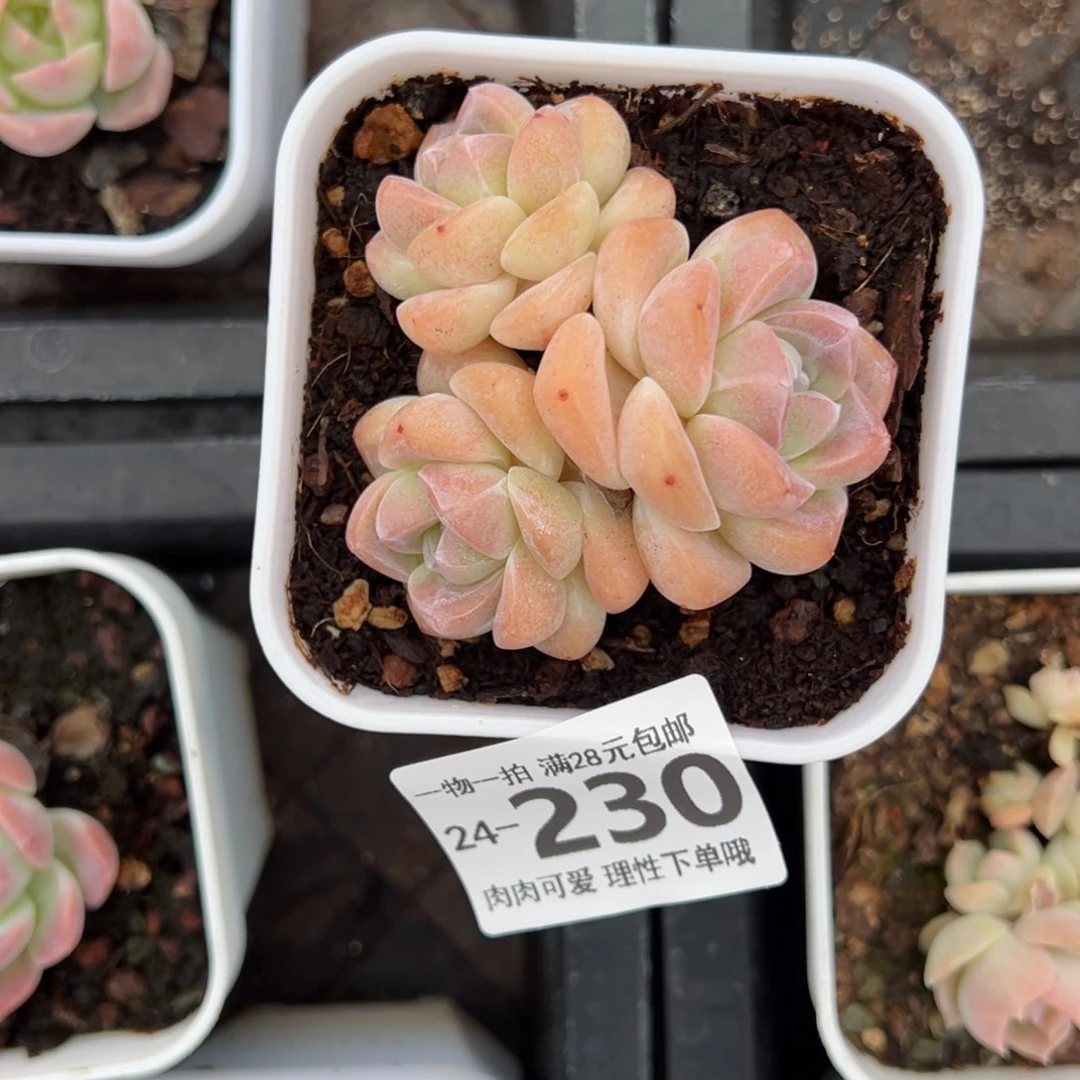 冰玉多肉多肉多肉多肉