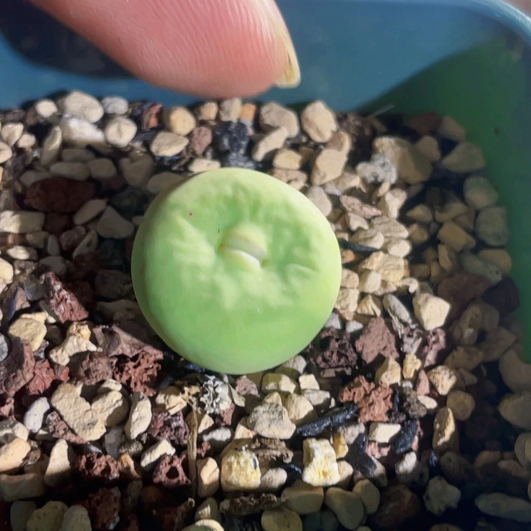 歌姬嘴嘟嘟嘴植物一物一拍