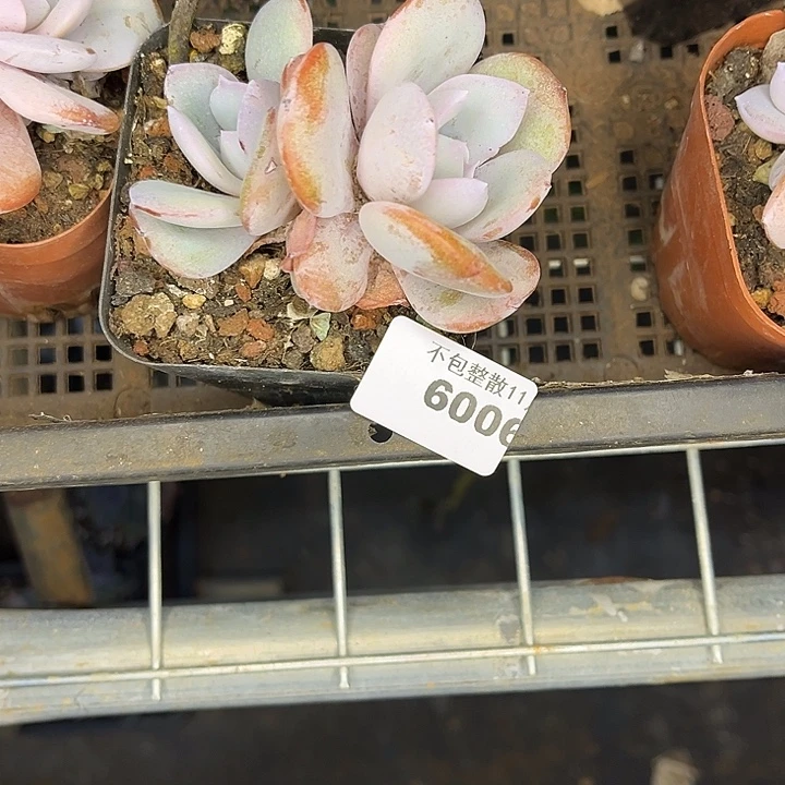 阿雅园艺。        6006奶茶