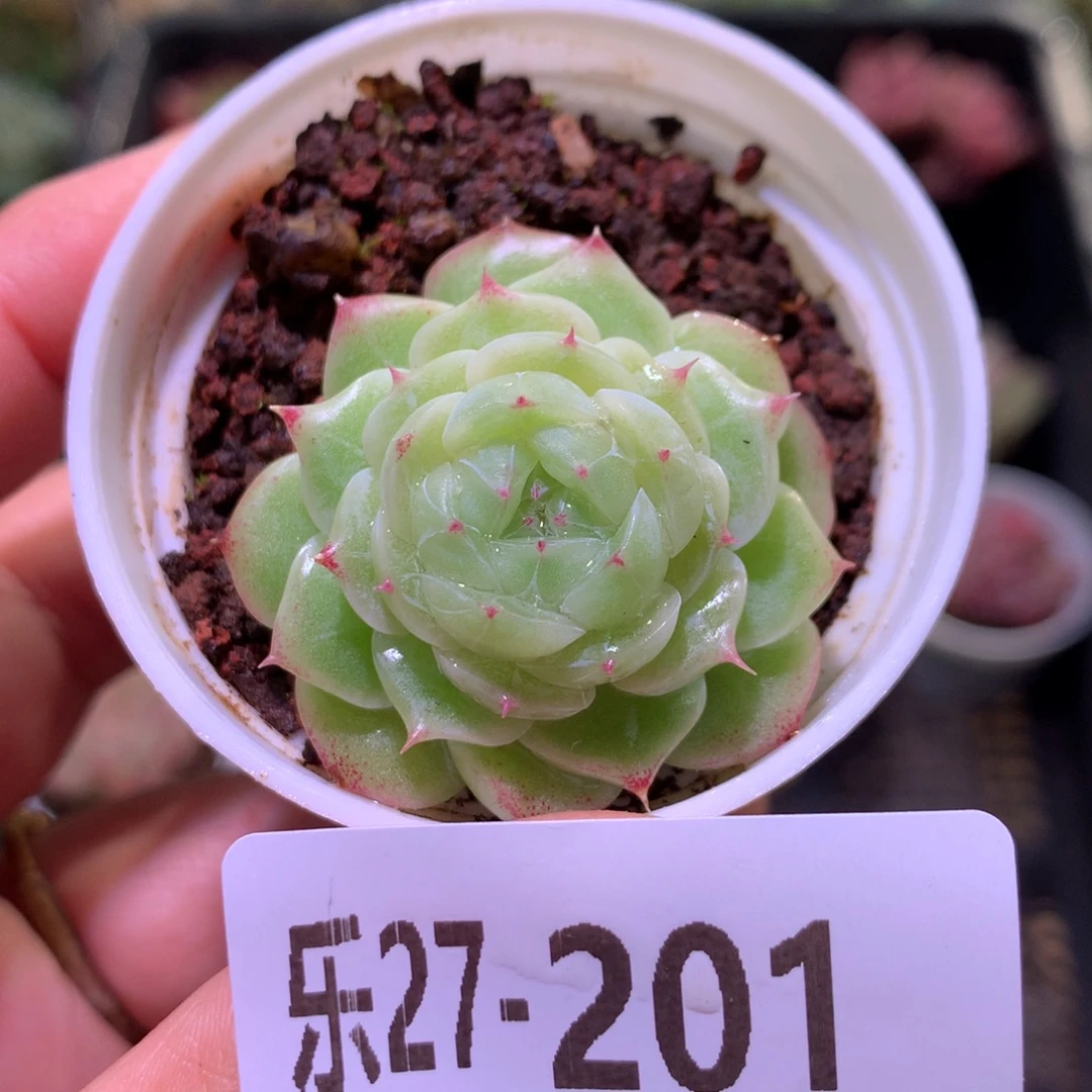 乐然27-201 新品单头