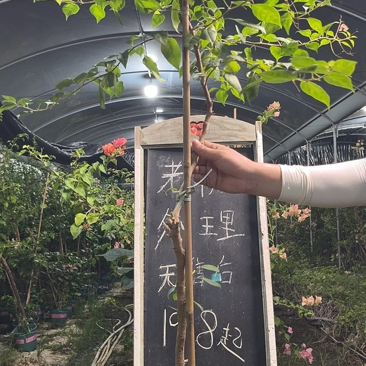 无花朵三角梅三角梅12