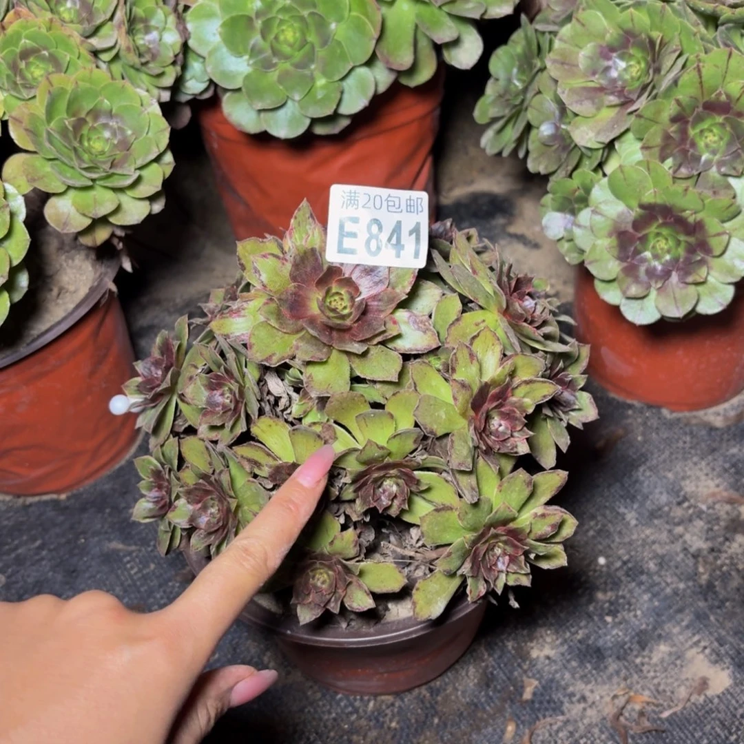 841多肉植物捧花的