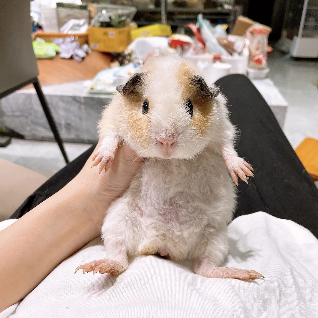 黄白开脸美泰弟弟荷兰猪豚鼠活体