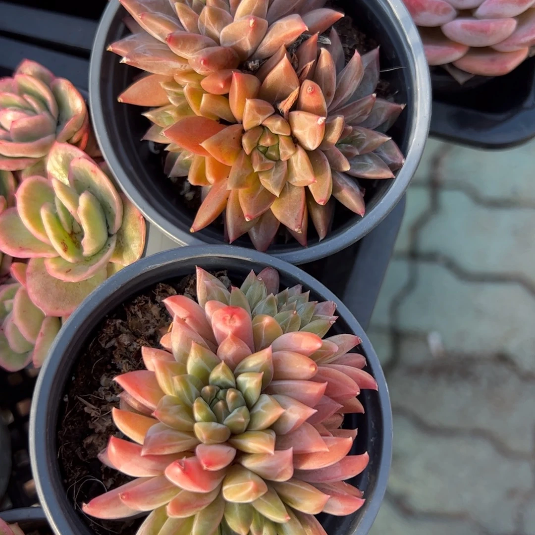 幻影美人多肉植物精品