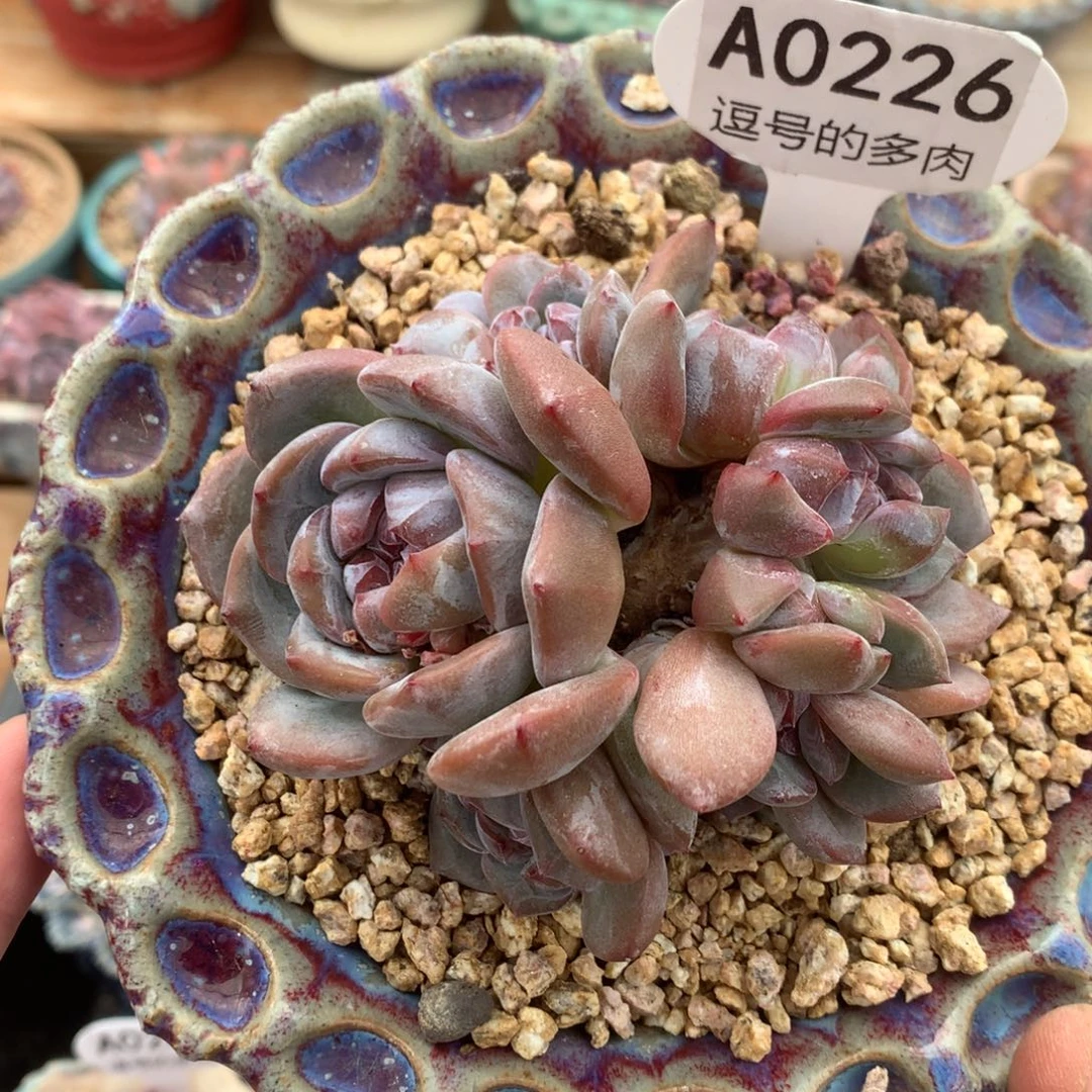 A0226 石榴籽朵缀 有砍 10cm
