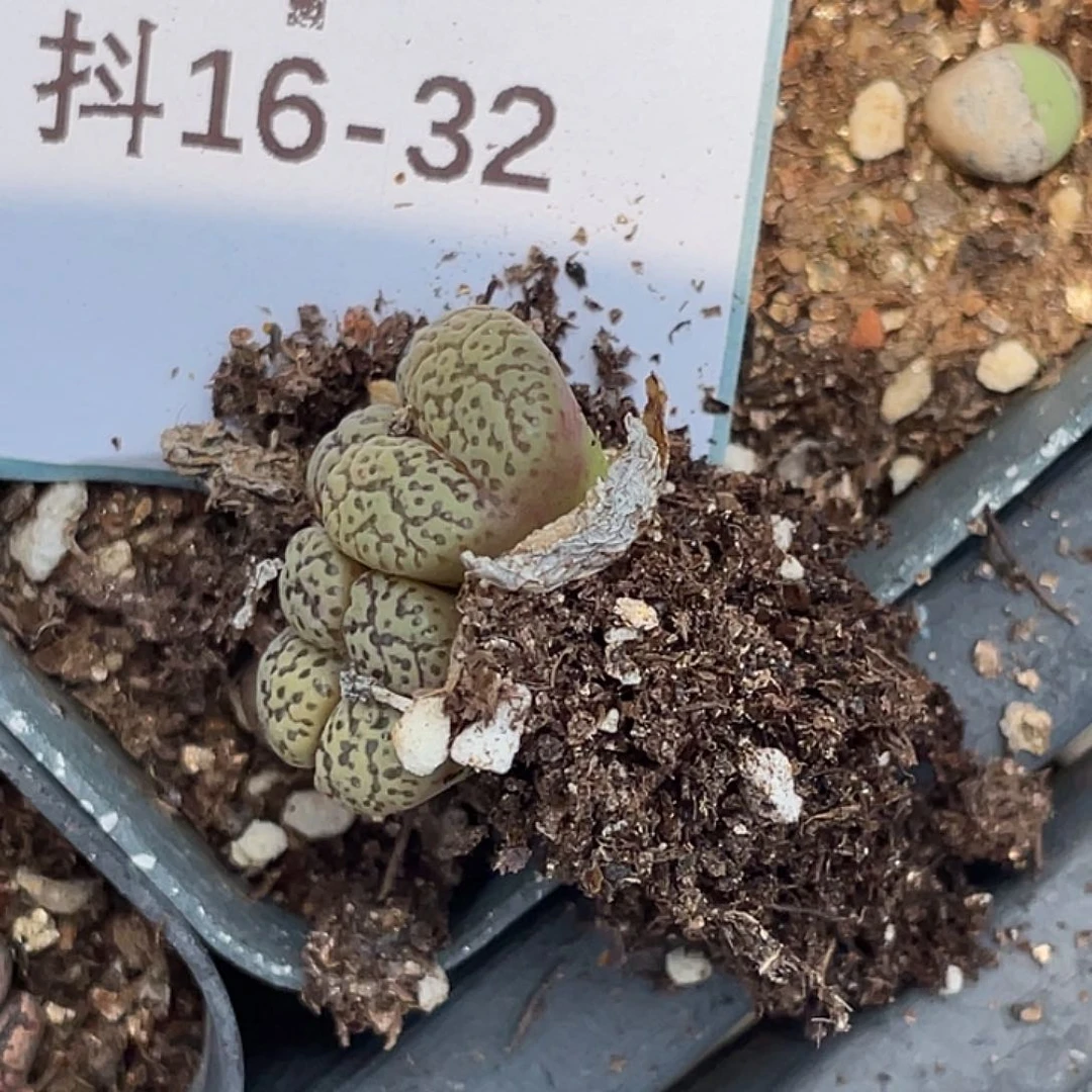 菲***菲16-32肉锥多肉植物