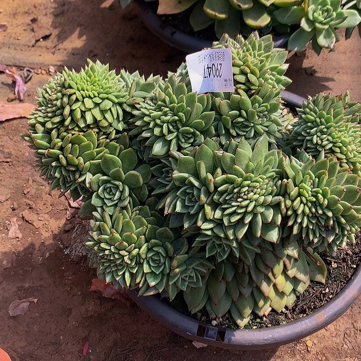 小***間红女巫坠29047.