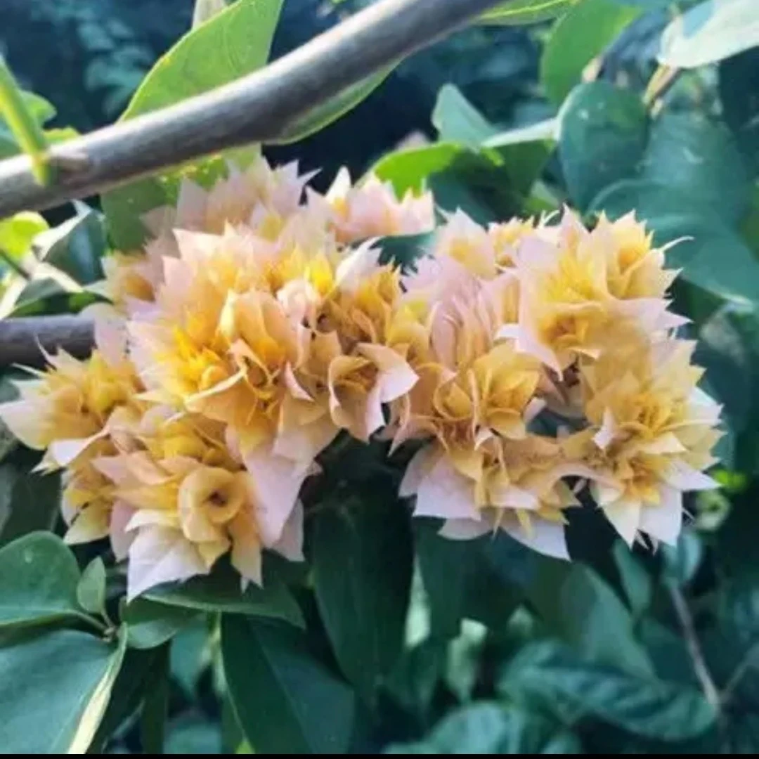 量拍单棵自选清场价彩色三角梅勤花品种护心土发货