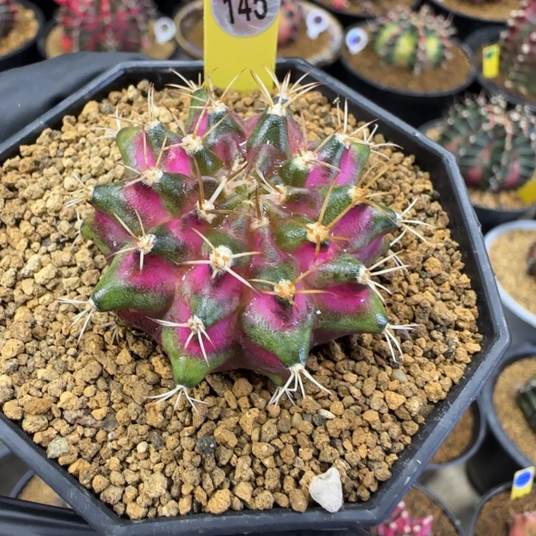 145实生海神福利价