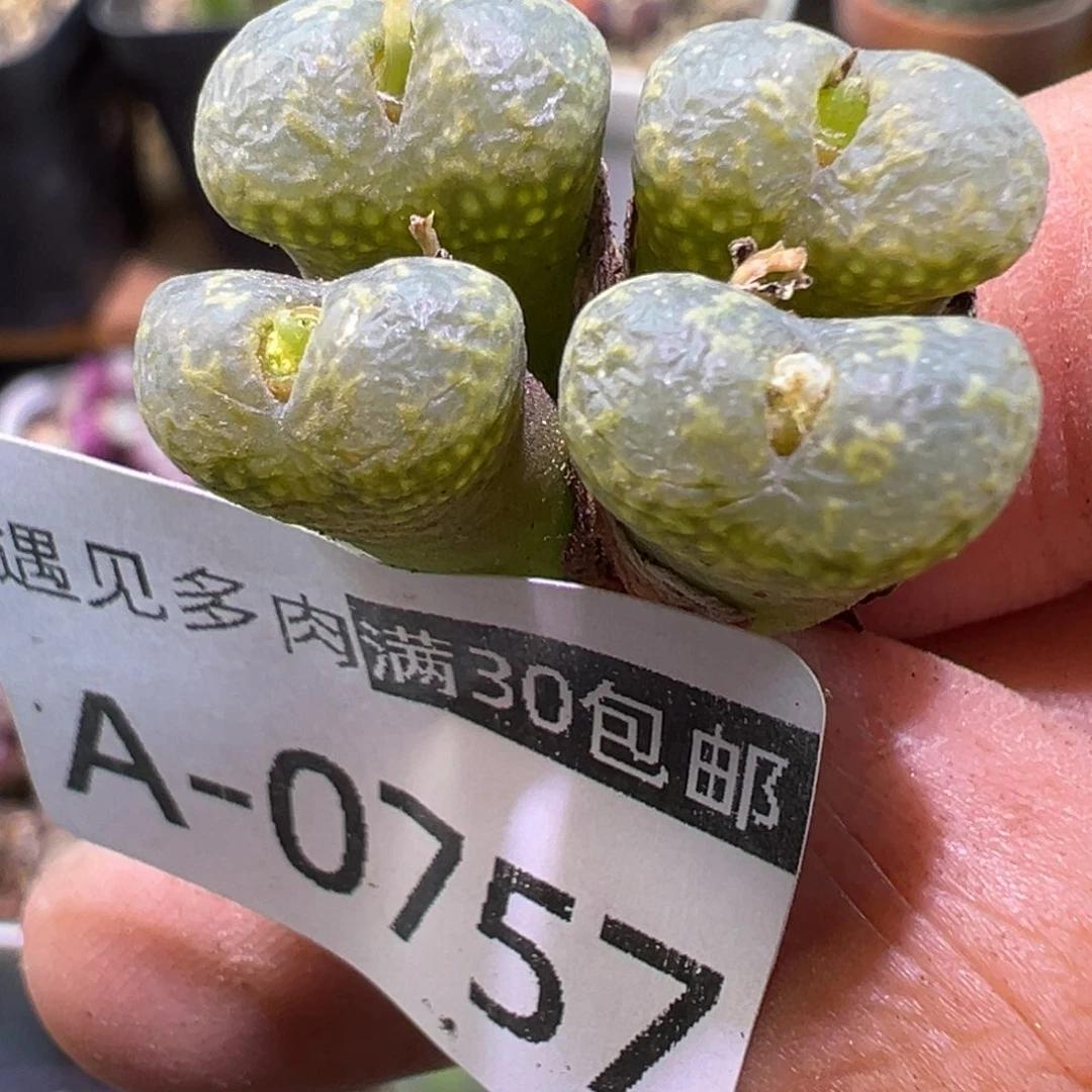 多肉植物1111111111111