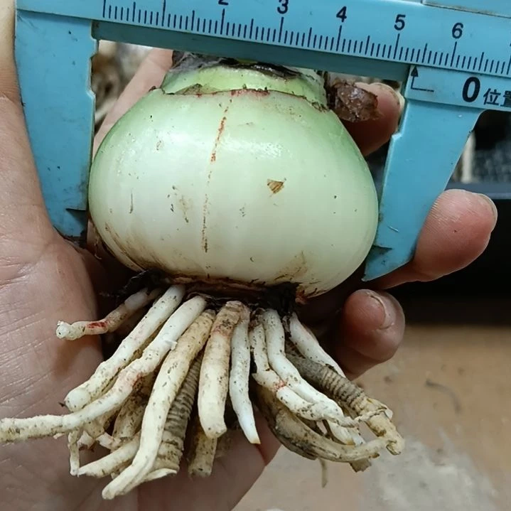 无花朵梦幻5+裸球发货