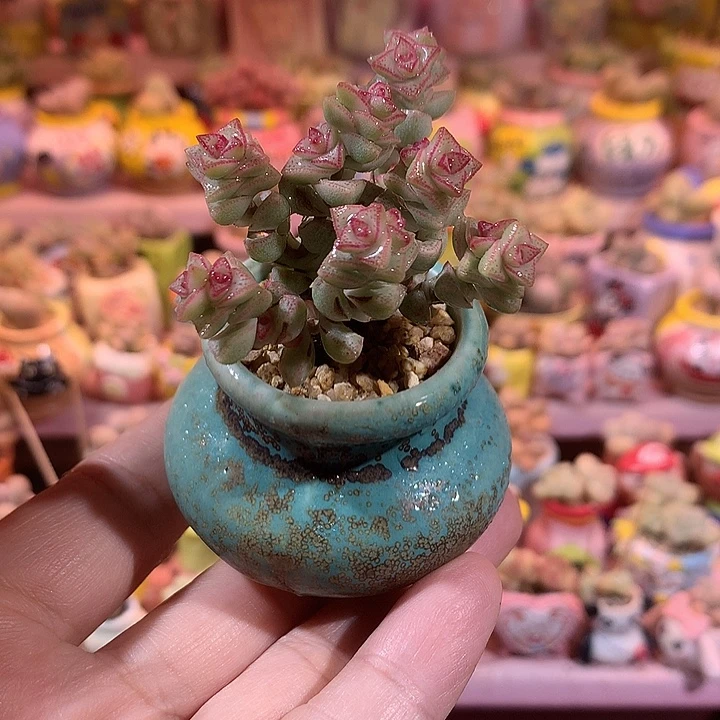 精品蜡笔带盆 满100包邮
