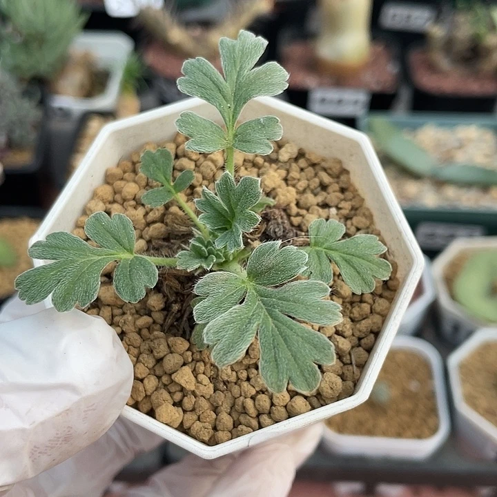 144粉白花杨葵块根