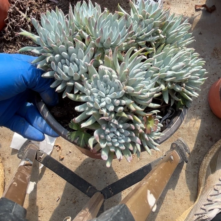 162号奴婢吉娜多肉