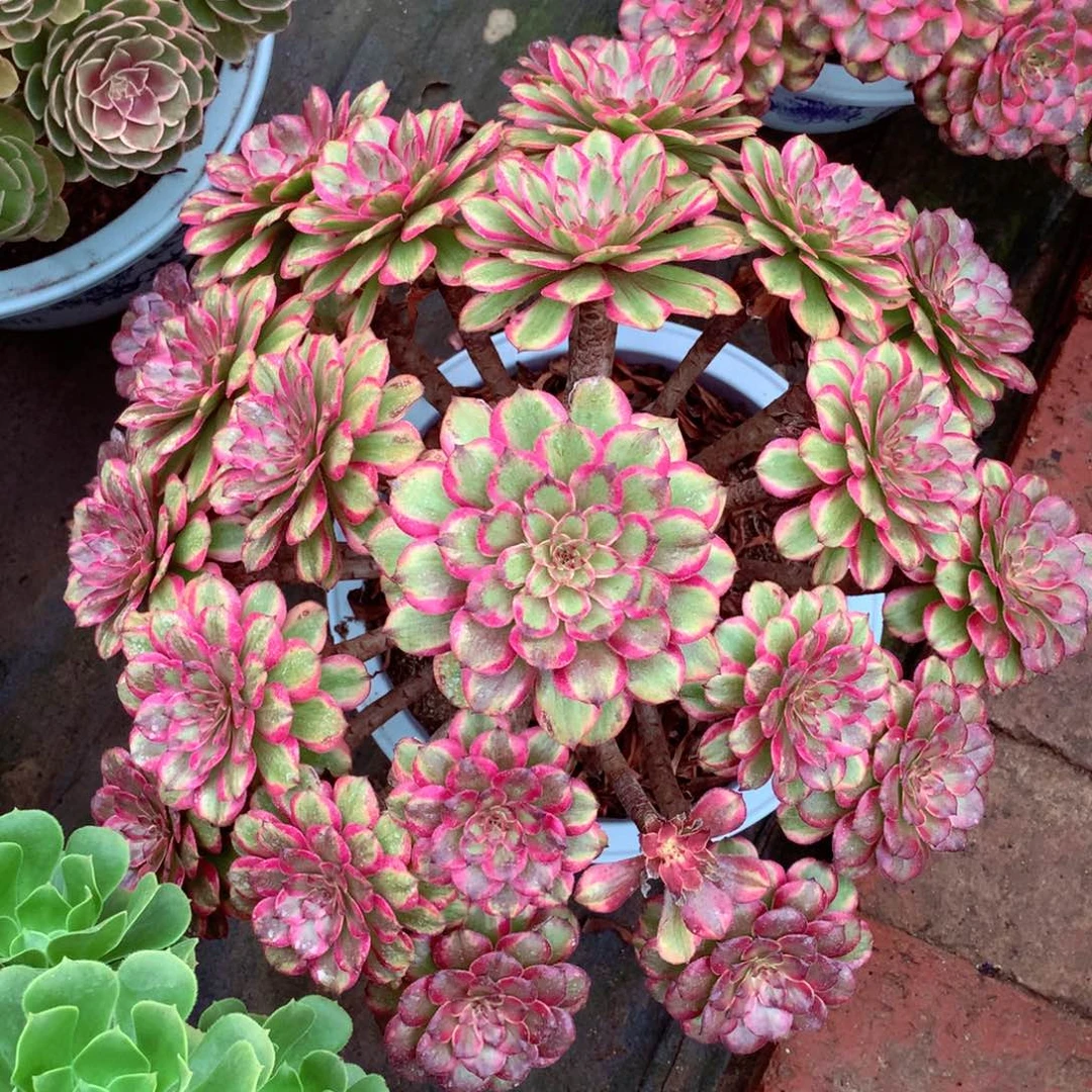 奥黛丽，多肉植物的