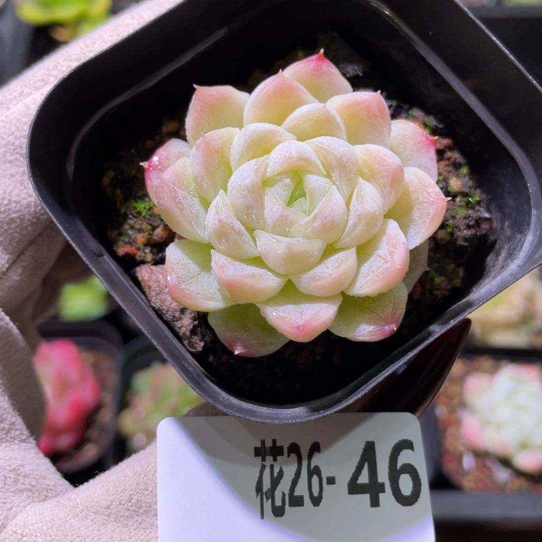 花利美26-46新品单头