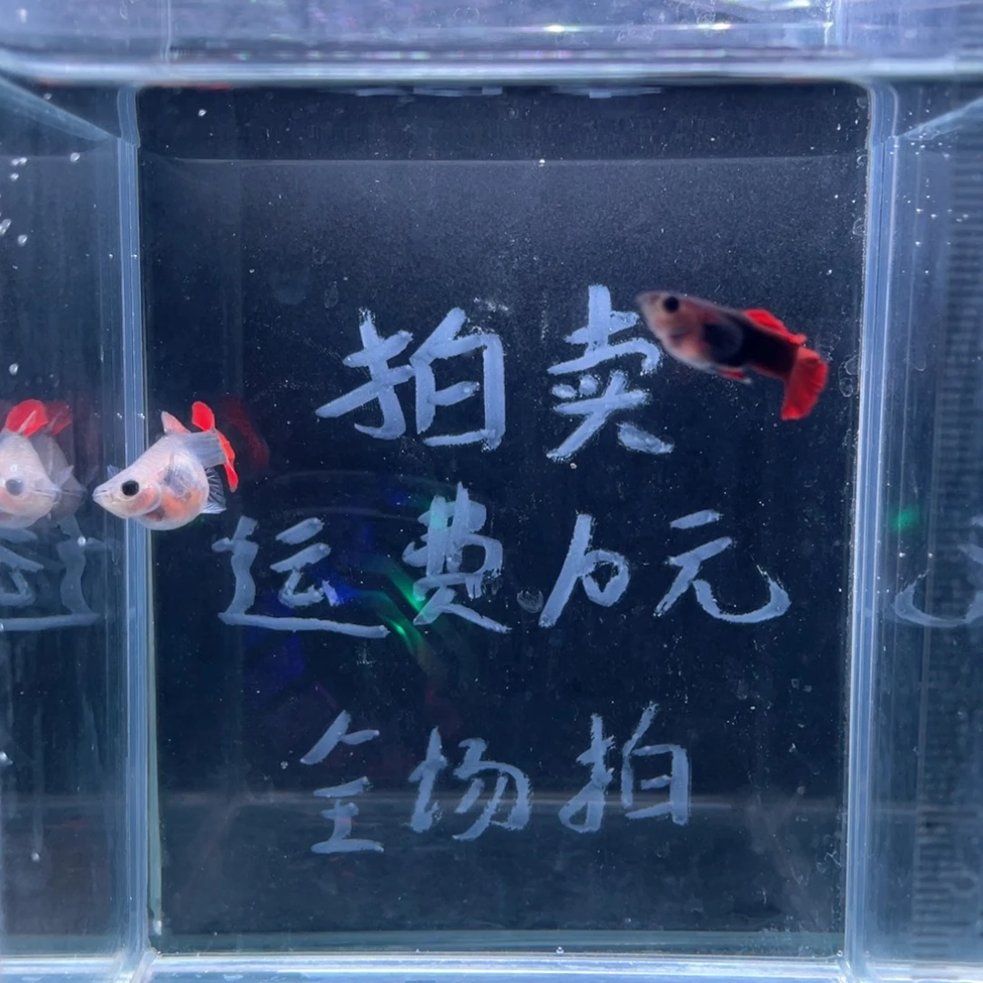 孔雀鱼越南红扇玻璃猫带胎种鱼一对