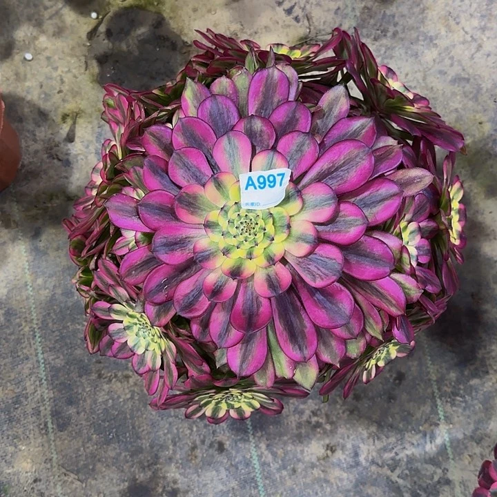 H*痴997维纳斯多肉法师