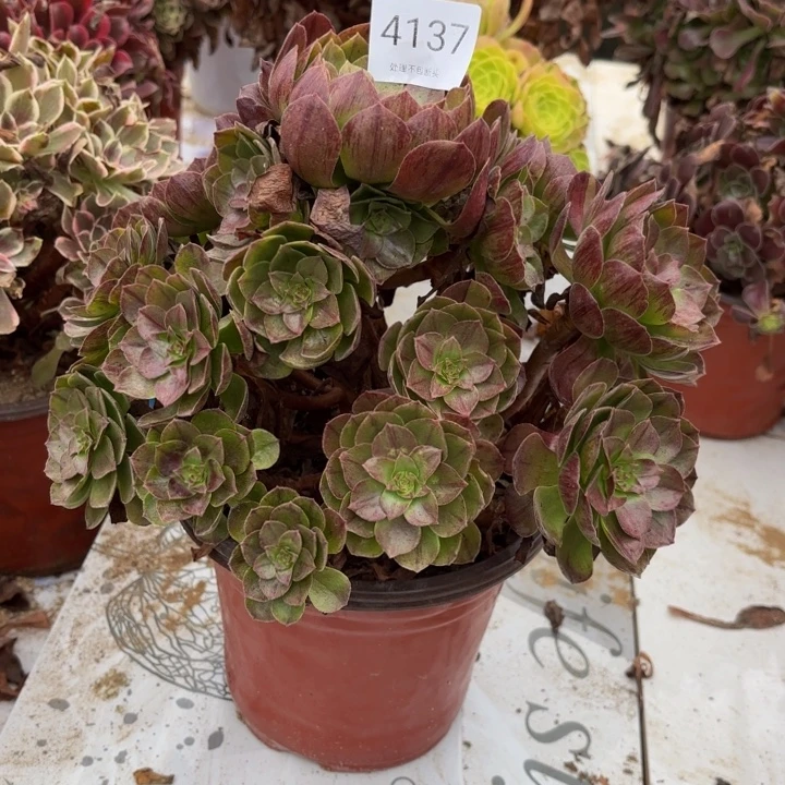 黑魔多肉处理不包断头4137