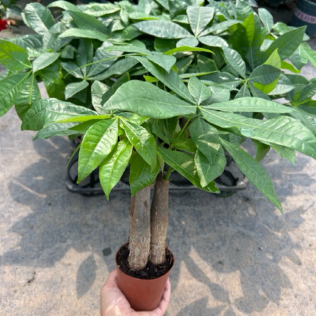 发财树盆栽室内外绿植四季常青易活水培好养小盆景