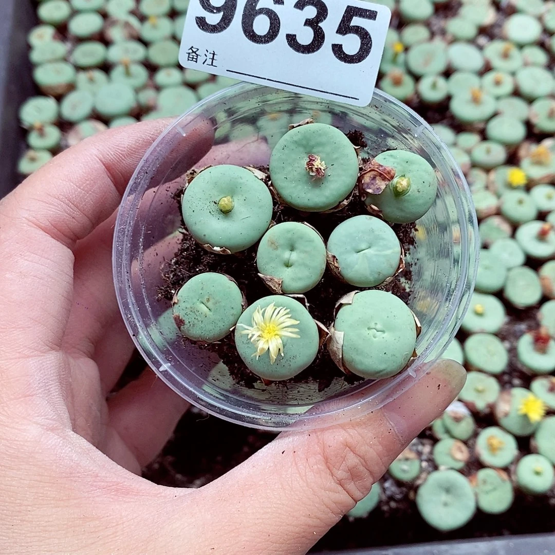 幸***！9635健健康康长蘑