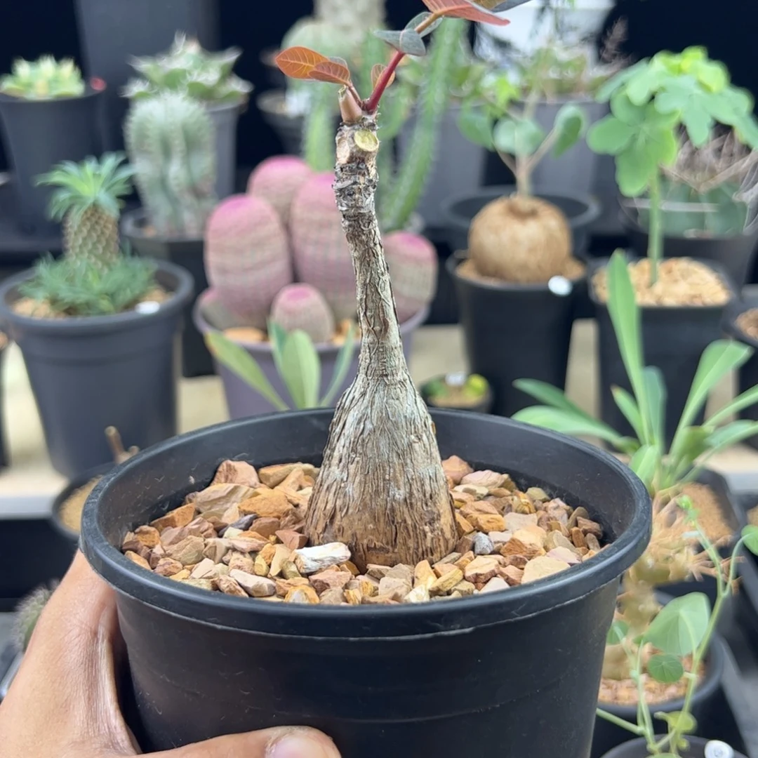 奇异油柑实生一物一拍带盆发