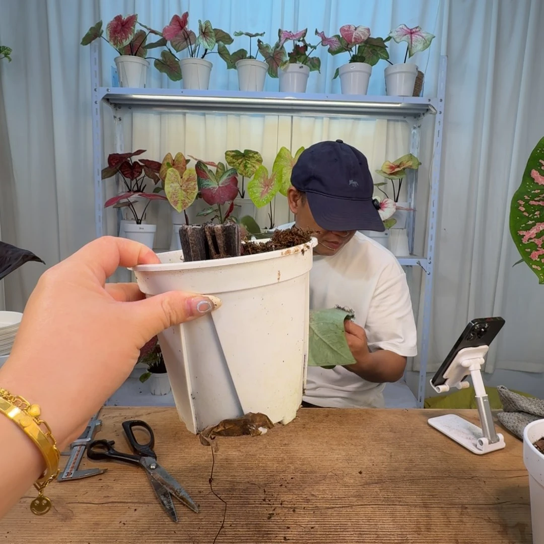 无花朵红桃A球  0464
