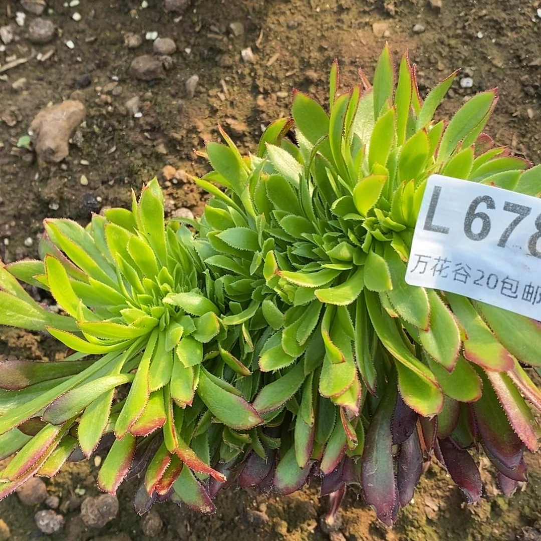678黑法缀多肉植物