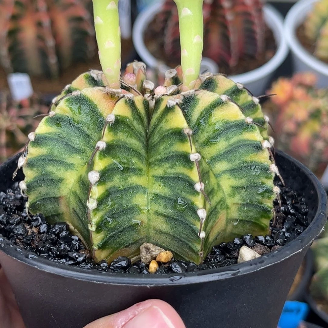 511 泰系肋骨锦 实生 带盆土