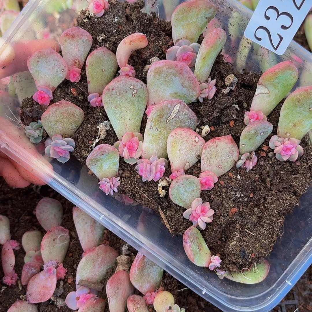 多肉植物多肉植物232