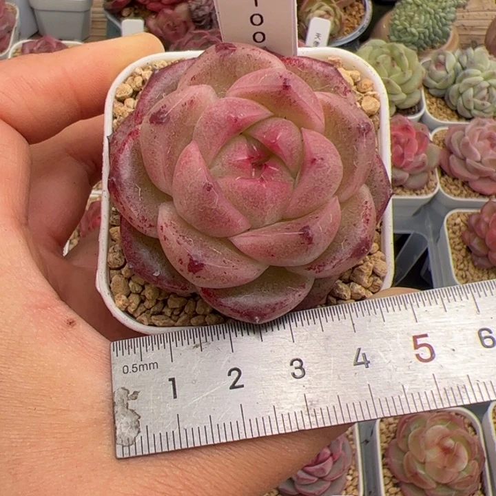 l****猫014 多肉植物组合