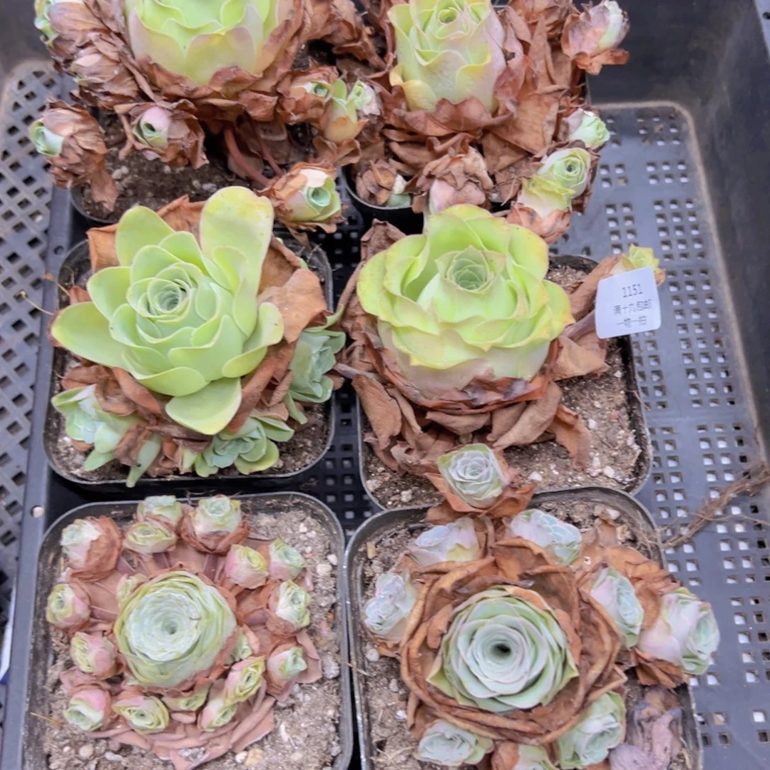 1151 侧牙掉了不包损无售后