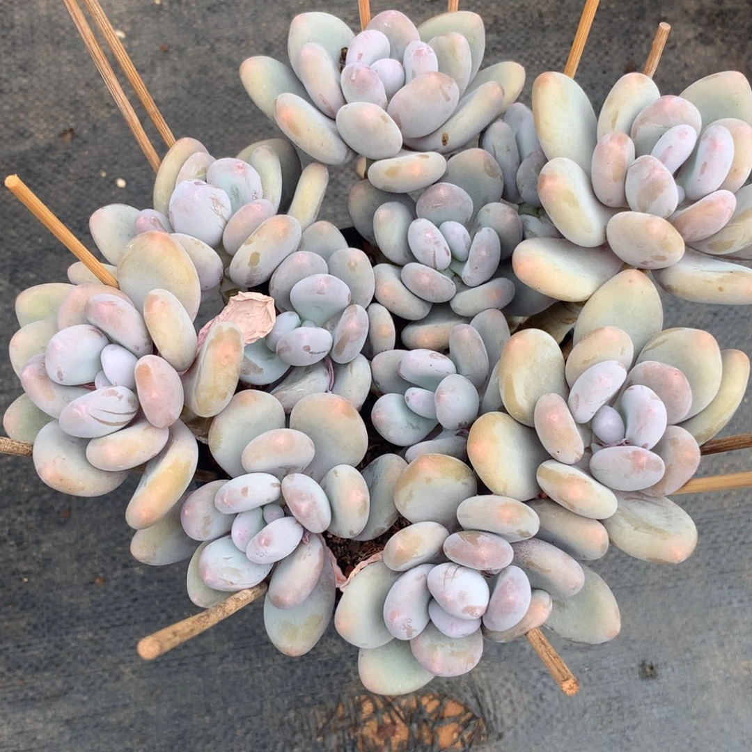 多肉植物 一物一拍