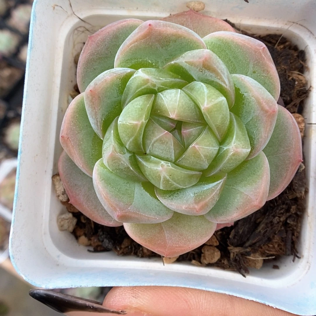 钻心珍妮874号。